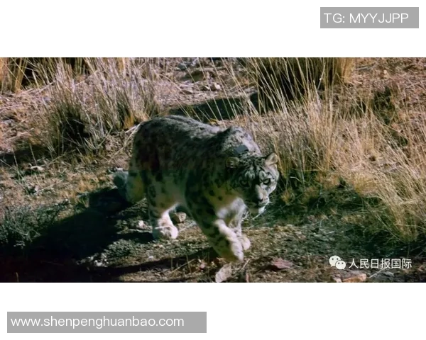 天山雪豹与四川的生态对决探秘自然保护与生物多样性的重要性